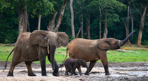 African Forest Elephants Are Now Critically Endangered Heres How To