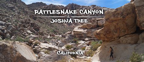 Rattlesnake Canyon Hike In Joshua Tree National Park The Lost Longboarder