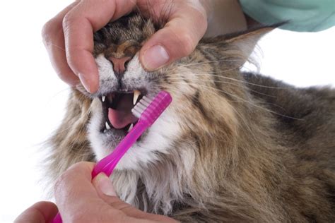 Macau Daily Times 澳門每日時報ask The Vet Cat Teeth Cleaning Step By Step