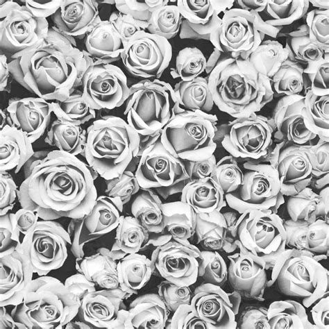 Grey Flowers Wallpapers Top Free Grey Flowers Backgrounds