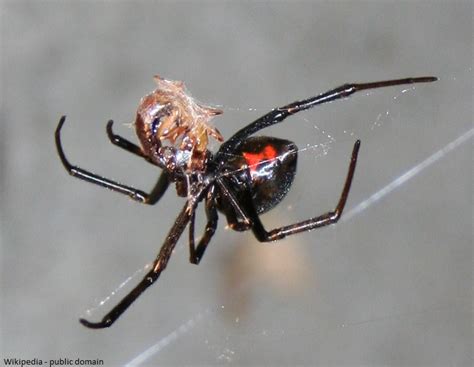 The study finds that male spiders of the micaria sociabilis. Pest Control Black Widow Spiders, Pest Control Brown Widow ...