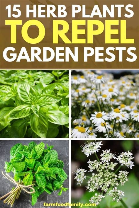 One of the most reliable ways of keeping insects out of your garden is to grow healthy plants that can fend off bugs. 15 Plant Herbs to Control Vegetable Garden Pests | Garden ...