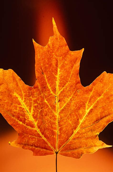 Close Up Of An Autumn Red Maple Leaf Against A Black Background