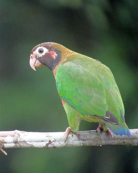 Watch For Parrots When Birding Costa Rica Birdingfieldguides Blog