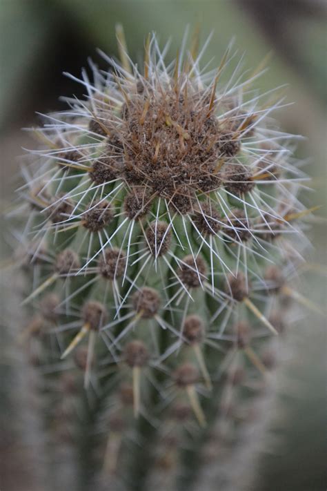 A prickly pear is perfect for the person who wishes to add a bit of green to their environment with limited time to care for plants. Cactus | Cactus, Plants, Flowers