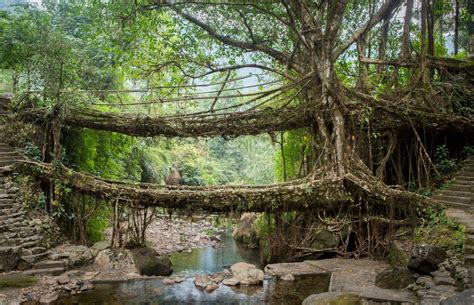 Living Root Bridges In Meghalaya Sahyogmantra Tours