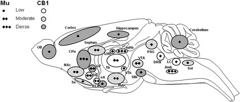 Distribution Of Opioid And Cb1 Cannabinoid Receptors In Our Brain Mikes Medicines