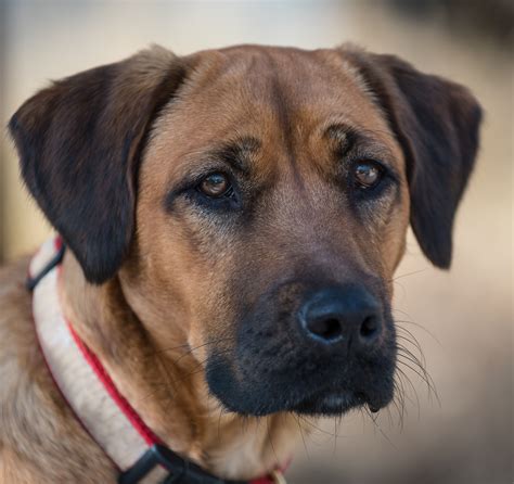 Black Mouth Cur Dog Breed Information And Characteristics Black Mouth