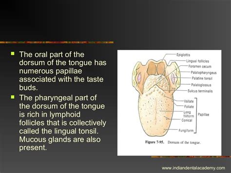 Development Of Tongue And Its Salivary Glands Cosmetic Dentistry Cou