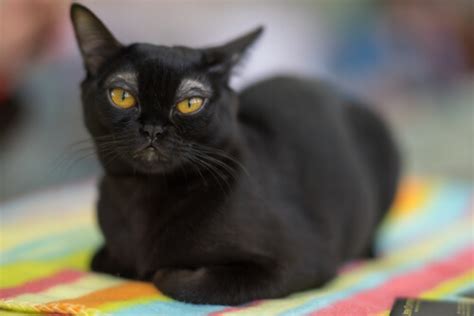 55 Awesome Bombay Cat Names In 2023