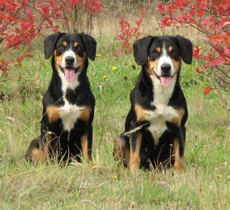 Two Black And Brown Dogs Sitting In The Grass