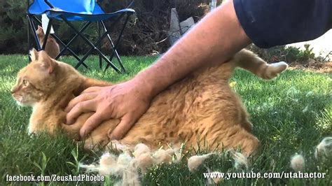 How To Give A Cat Massage Or Brushing A Cats Fur Youtube