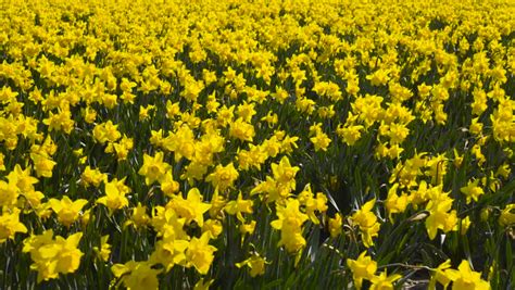 Field Of Beautiful Yellow Daffodils Stock Footage Video 100 Royalty