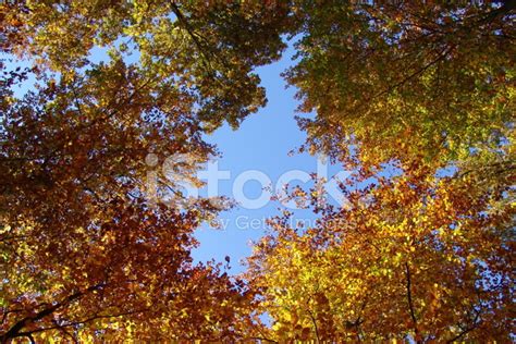 Autumn Sky Stock Photo Royalty Free Freeimages