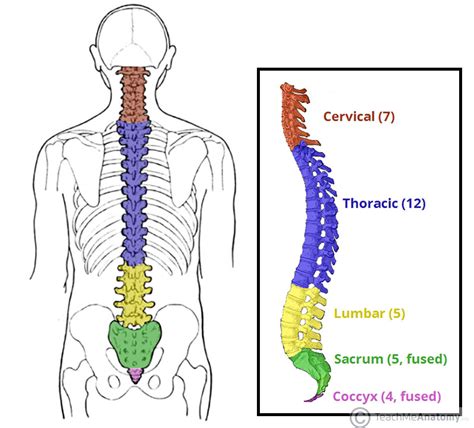 Human back bone chart back bones diagram human anatomy. Bones of the Back - TeachMeAnatomy
