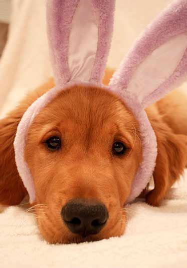 Someone Is Getting Into The Easter Spirit Early Lovethatpet Cute