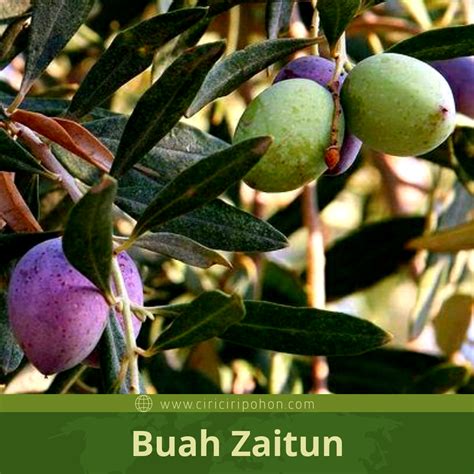 Gambar bunga zaitun paling hist download now mekar pohon zaitun bung. Yuk, Mengenal Lebih Jauh Tentang Pohon Zaitun - Ciriciripohon.com