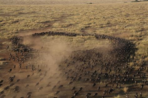 The Great Wildebeest Migration The Largest Animal Migration In The World