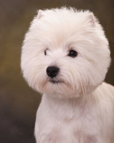 Check spelling or type a new query. Espree Animal Products | Breed Profiler | Westie Love ♥ ...
