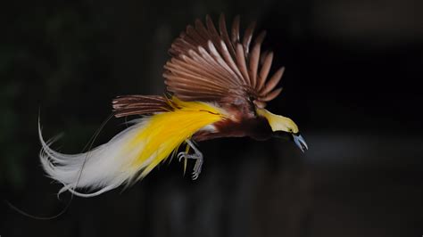 Bird Of Paradise Wallpapers Animal Hq Bird Of Paradise Pictures 4k