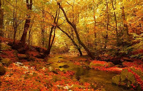 1920x1080px 1080p Free Download Autumn Forest Stream Fall Autumn