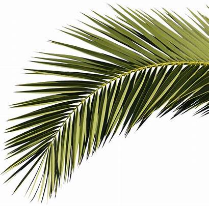 Palm Tree Branch Texture Clipart Branches Flower