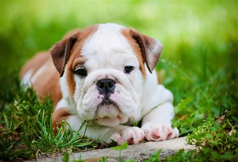 How Much Are English Bulldog Puppies English Bulldog Puppies For Sale