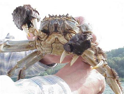 Esa Hairy Crab Invasion