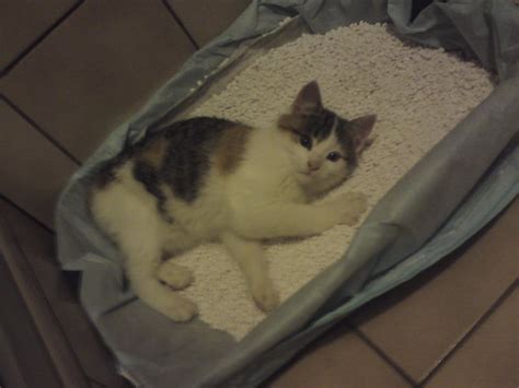 How to Clean Up Cat Poop | Cuteness
