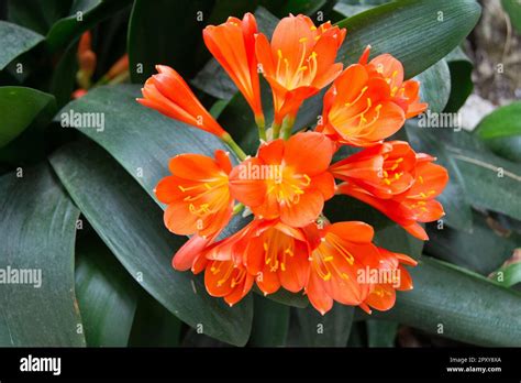 Clivia Is A Genus Of Monocot Flowering Plants Native To Southern Africa