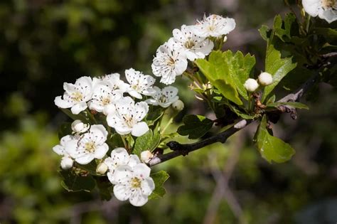 35 Best Hawthorn Tree Varieties Progardentips