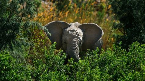 Africas Elephants Now Endangered By Poaching Habitat Loss