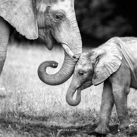 Stunning Photographs Of Wildlife By Spanish Photographer Elephant Photography Elephant