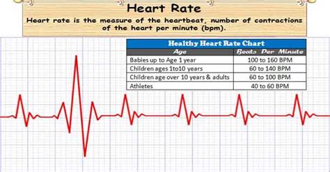 Heart Rate What Factors Determine Your Heart Rate