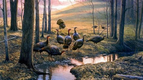 Eastern Wild Turkey Wallpaper 59 Images