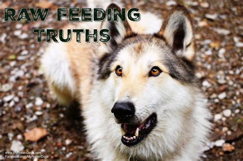 Our premium raw dog food. Raw Feeding Truths (With images) | Raw dog food recipes ...