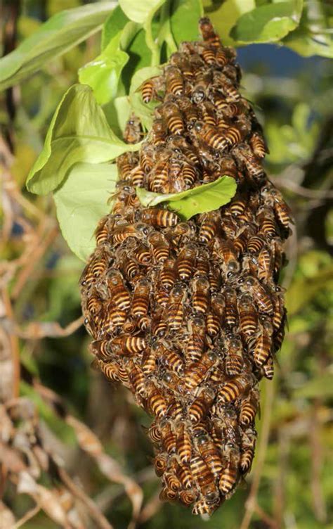 Swarming Bees Asian Honey Bee