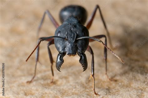 Big Scary Black Ant With Giant Jaws Stock Photo Adobe Stock