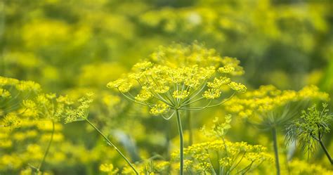Verstopfung kann an einer zu ballaststoffarmen kost liegen. Fenchel bei Magenbeschwerden - beruhigt er wirklich den Magen?