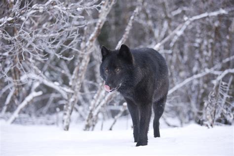 Black Wolf In Snow Facts And Photos All Wildlife Photographs