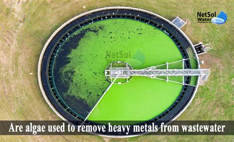 Are Algae Used To Remove Heavy Metals From Wastewater