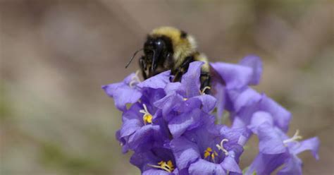 Zom Bee Watch Killer Parasite Turns Bees Into Zombies Cbs News
