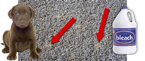 You could either choose a detergent or a vinegar mix to clean the bleach out of the carpet. Carpet Dyeing | Bleach Stain Repairs | Carpet Dye Kits