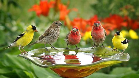 Relaxing Music 30 Minute Beautiful Video Bird Songwater Chatter