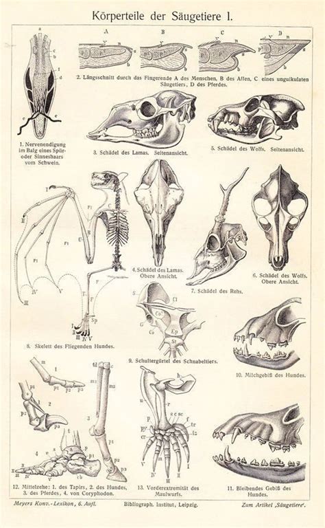 Framed Print Antique Animal Anatomy Picture Vintage Medical
