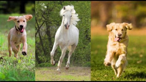 Rainbow Bridge Video Tribute to our beloved pets - YouTube