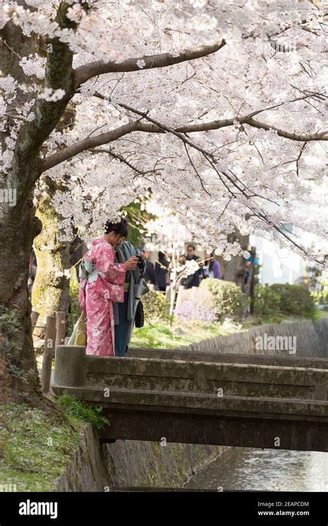 kyoto japan philosopher s path covered by cherry blossoms couple wearing traditional outfits