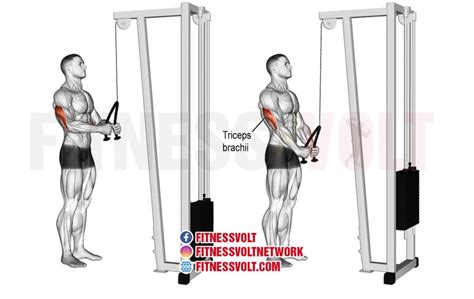 Tricep Rope Pushdown Triceps Fitness Volt