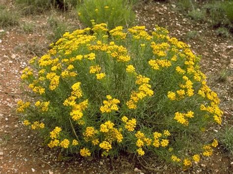 We did not find results for: How to Design a Drought-Tolerant Landscape - Lifescape ...