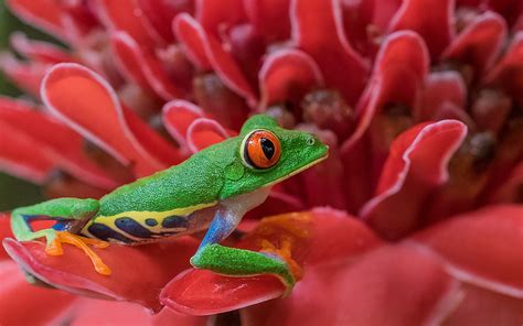 Amphibians Red Eyed Tree Frog The Red Flower 4k Wallpaper Download For